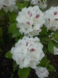 Pěnišník 'Schneebukett' (Rhododendron)