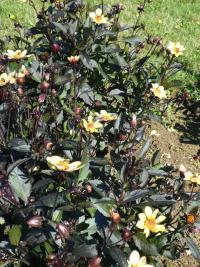 Jiřinka 'HS Party' - Jednoduše kvetoucí jiřinky (Dahlia)