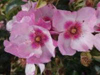Růže 'Eyes on Me' - Hybridy růže perské (Rosa)
