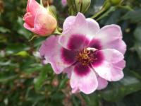 Růže 'Trendy Babylon Eyes' - Hybridy růže perské (Rosa)