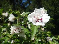 Ibišek syrský 'Speciosus' (Hibiscus syriacus)