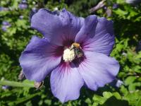 Ibišek syrský 'Blue Bird' (Hibiscus syriacus)