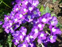 Sporýš zahradní 'Purple Eye' (Verbena x hybrida)