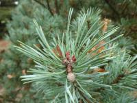Borovice lesní 'Hibernia' - jehlice (Pinus sylvestris)