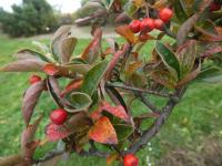 Skalník puchýřnatý - větévka s plody (Cotoneaster bullatus)