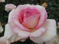 Růže 'Souvenir de Baden-Baden' - Velkokvěté růže (Rosa)