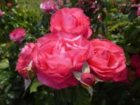 Růže 'Cherry Lady' - Velkokvěté růže (Rosa)