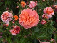 Růže 'Orangerie' - Mnohokvěté růže (Rosa)
