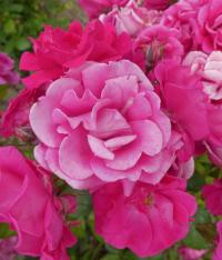 Růže 'DT Poulsen' - Mnohokvěté růže (Rosa)