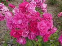 Růže 'DT Poulsen' - Mnohokvěté růže (Rosa)