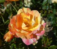 Růže 'Sorbet Peche Apricot' - Sadové růže (Rosa)