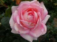 Růže 'Eve Ruggieri' - Velkokvěté růže (Rosa)