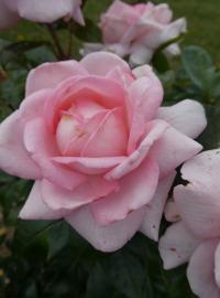 Růže 'Eve Ruggieri' - Velkokvěté růže (Rosa)
