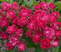 Růže 'Verdun' - Mnohokvěté růže (Rosa)