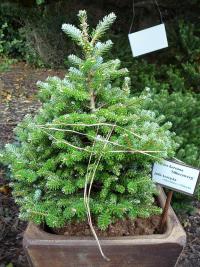 Jedle korejská 'Silberzwerg' (Abies koreana)
