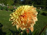 Jiřinka 'Myrthe' - Dekorační jiřinky (Dahlia)