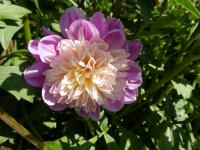 Jiřinka 'Take Off' (Dahlia)