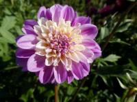 Jiřinka 'Take Off' (Dahlia)