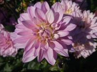Jiřinka 'Karma Prospero' - Leknínovité jiřinky (Dahlia)