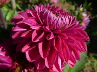 Jiřinka 'Mulberry Harbour' - Dekorační jiřinky (Dahlia)