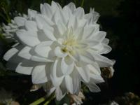 Jiřinka 'Siberia' - Leknínovité jiřinky (Dahlia)