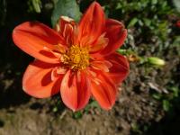 Jiřinka 'Alstergruss' - Náhrdelníkové jiřinky (Dahlia)