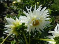 Jiřinka 'My Love' - Semikaktusovité jiřinky (Dahlia)