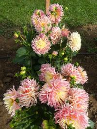 Jiřinka 'Alfred Grille' - Kaktusovité jiřinky (Dahlia)