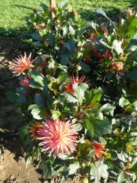 Jiřinka 'City of Alkmaar' - Kaktusovité jiřinky (Dahlia)