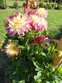 Jiřinka 'Caproz Josephine' - Třepenité jiřinky (Dahlia)