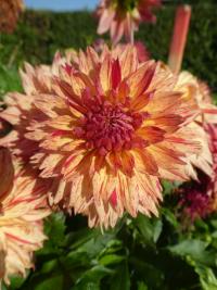 Jiřinka 'Colwood Sherri' - Třepenité jiřinky (Dahlia)