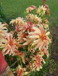 Jiřinka 'Giraffe' - Orchideokvěté dvojkvěté jiřinky (Dahlia)