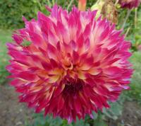 Jiřinka 'Aiyana' - Třepenité jiřinky (Dahlia)