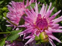 Jiřinka 'Růženka' (Dahlia)