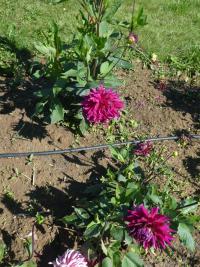 Jiřinka 'All Seasons' - Kaktusovité jiřinky (Dahlia)