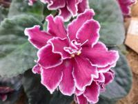 Saintpaulia ionantha