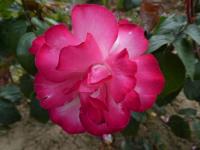 Růže 'Mercedes Mendoza' - Velkokvěté růže (Rosa)