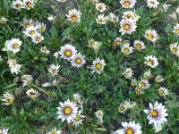 Gazánie zářivá 'Daybreak Rose Stripe' (Gazania rigens)