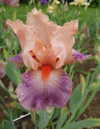 Kosatec 'Cloudia' (Iris)