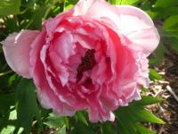 Pivoňka keřovitá 'Yin Hong Qiao Dui' (Paeonia suffruticosa)