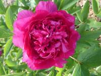 Pivoňka keřovitá 'Mei Gui Zi' (Paeonia suffruticosa)