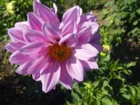 Jiřinka 'Ametyst' - Dekorační jiřinky (Dahlia)