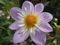 Jiřinka 'Teesbrooke Audrey' - Náhrdelníkové jiřinky (Dahlia)