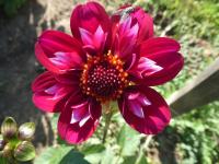 Jiřinka 'Hootenanny Swan Island' (Dahlia)