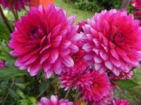 Jiřinka 'Senasis Kaunas' - Dekorační jiřinky (Dahlia)