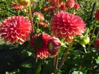 Jiřinka 'Emilija' - Dekorační jiřinky (Dahlia)