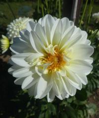 Jiřinka 'Karma Serena' - Dekorační jiřinky (Dahlia)
