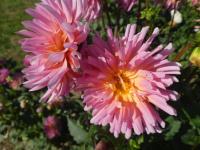 Jiřinka 'Wigry' - Kaktusovité jiřinky (Dahlia)