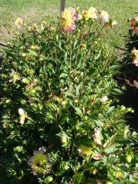 Jiřinka 'Pacific Ocean' - Leknínovité jiřinky (Dahlia)