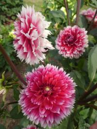 Jiřinka 'Red and White Fubuki' - Třepenité jiřinky (Dahlia)